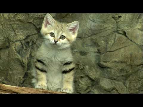 Sand Cat Kittens-Cincinnati Zoo