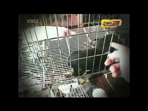 S Korea's Dangerous Health Food - Inconvenient Truth About Dog Meat 2 of 2 with English Caption