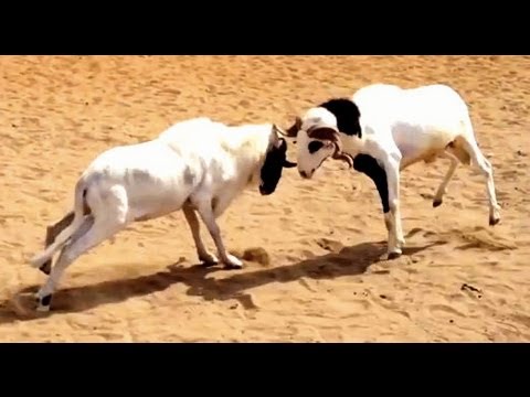 Crazy Sports - Ram Fighting in Nigeria + Oyinbo Outtakes! (Real-Life Yoruba Movies)