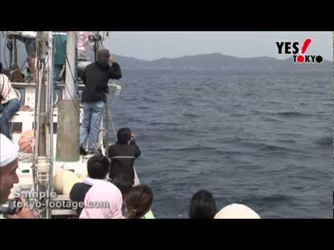 Whale Watching (Ogasawara Islands) 小笠原（鯨ウォッチング） （Tokyo Japan）