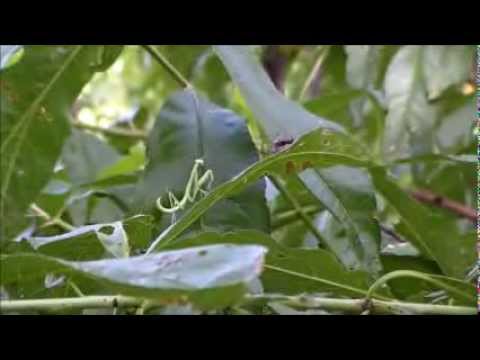 Baby Praying Mantis Hunts a Fly