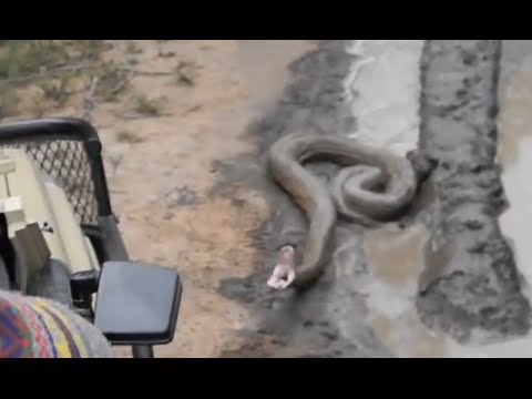 Huge Python Strikes at Open Safari Vehicle - Kruger National Park.