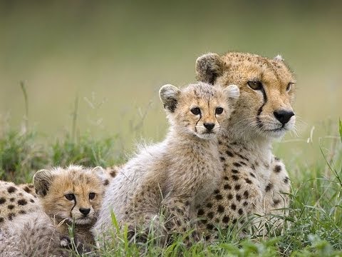 Travel Guide to the Maasai Mara Reserve in Kenya