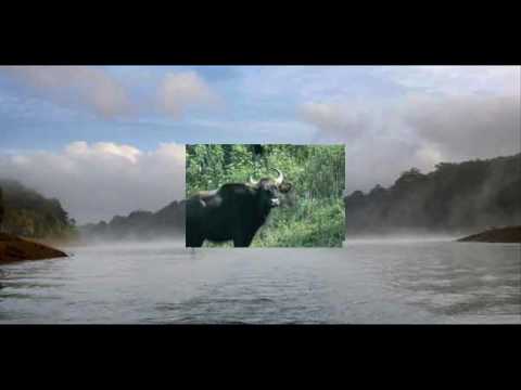 India Kerala Tiger By The River Package Holidays Travel Guide Travel To Care