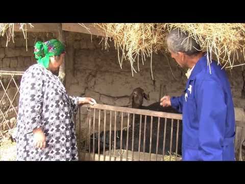 Privatizing Central Asia -- success against brucellosis in Tajikistan