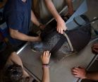 'Hofesh' the sea turtle fitted with prosthetic fin at Sea Turtle Rescue Center in Michmoret, Israel