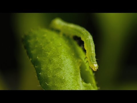 Plants use circadian rhythms to prepare for battle with insects