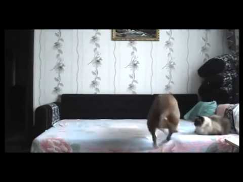 Home alone - Not allowed on bed