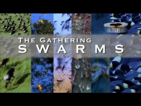 The Gathering Swarms, Trailer | Nature | PBS