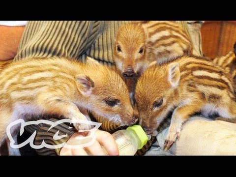 Cute Baby Boar Piglets!