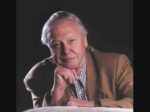 David Attenborough's Life Stories. Birds of Paradise