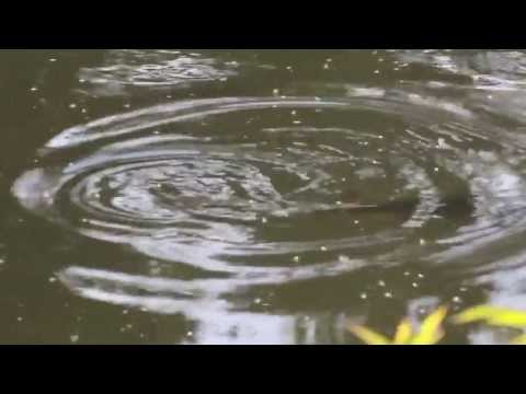 Brown trout eating mayfly on the river Test