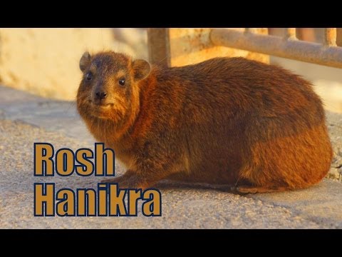 Rosh HaNikra Grottoes - Mediterranean Sea, in the Western Galilee, Israel (ראש הנקרה - رأس الناقورة)