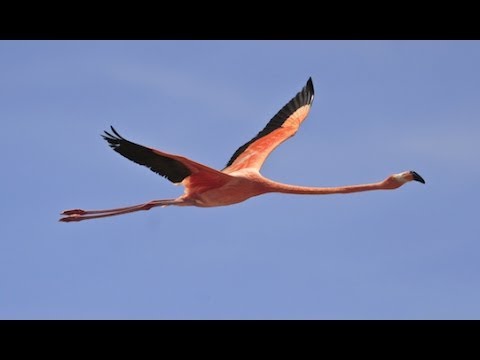 Bird Watching in Spain (Almeria and Andalusia)