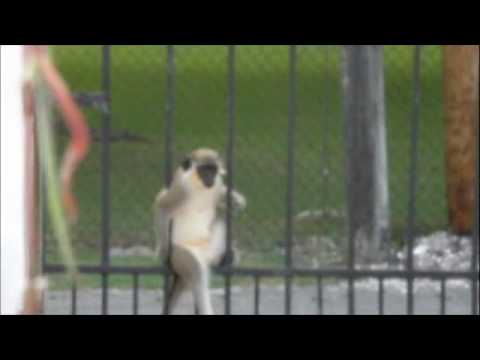 Barbados Monkey Business