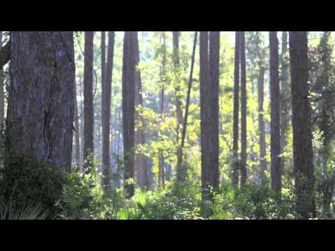 St. Joseph Bay State Buffer Preserve