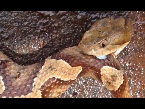 Decapitated Copperhead Snake Bites Itself