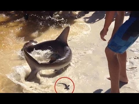 Hammerhead Shark Gives Birth on Florida Beach