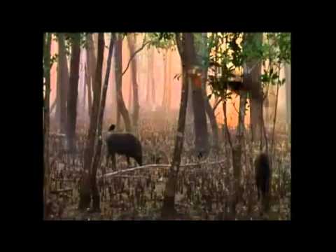 Documentary Swamp Tigers / Full documentary wild life nature 2014 NEW