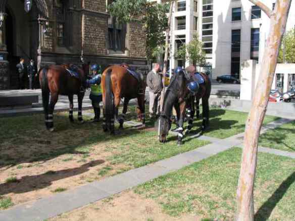 Police horses grazing on lawns at RMIT