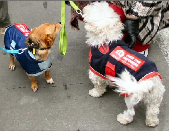 Dogs with Free the Refugee stickers on their jackets
