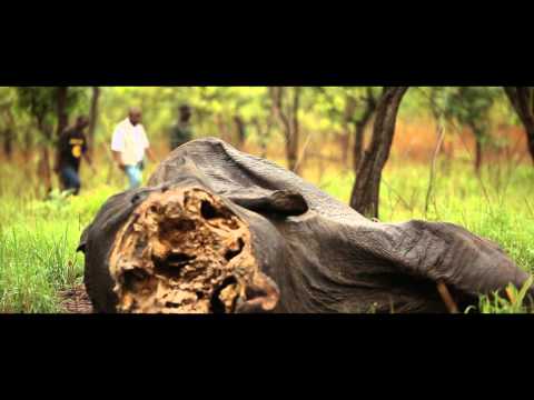 Cameroon Elephant Slaughter