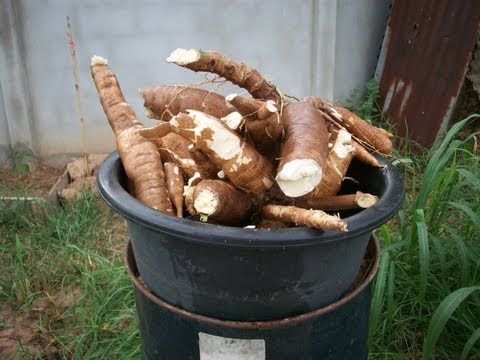 Growing cassava at home, From planting to harvest.