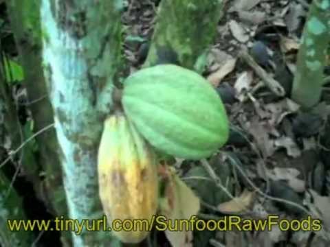 Raw Cacao Process - How to Make Chocolate with Sunfood using cocao nibs & raw cocao beans