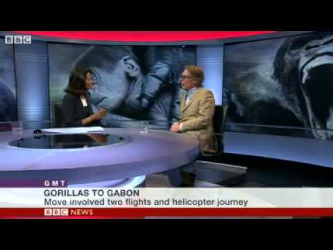 BBC News   Flying a family of gorillas to Gabon to go wild