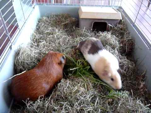 Guinea Pigs 'business as usual'