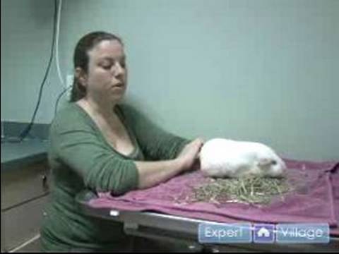 Guinea Pig Care : Common Health Problems in Pet Guinea Pigs