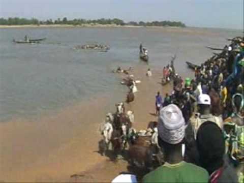 Cattle crossing the Niger River at Diafarabe, Mali