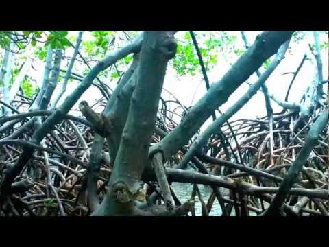 Mata La Gata -  Lajas - Puerto Rico - Tourism