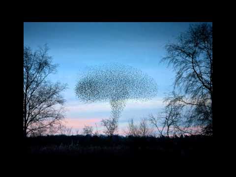 Nomad Soul - Murmuration