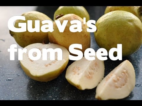 Guava Trees from Seeds and Um... stuff /Growing Guava's indoors and greenhouse