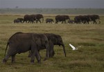 File - Elephants head toward forest cover, as dusk approaches, in Kenya's Amboseli National Park, Friday, Dec. 6, 2013.