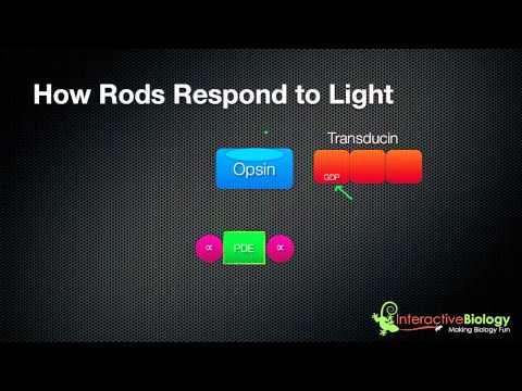 031 How Rods and Cones respond to Light