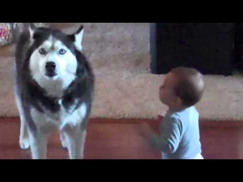 Dog imitates baby