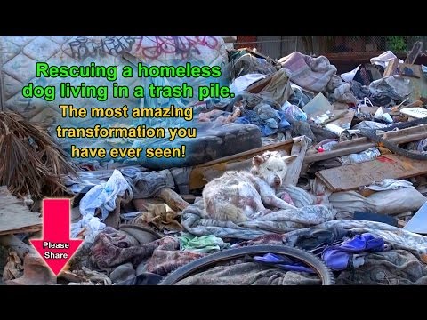 A homeless dog living in a trash pile gets rescued, and then does something amazing! Please share.