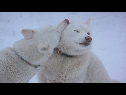 Dogs That Changed The World(Pt.1) - The Rise of the Dog (Documentary in HD!!!)