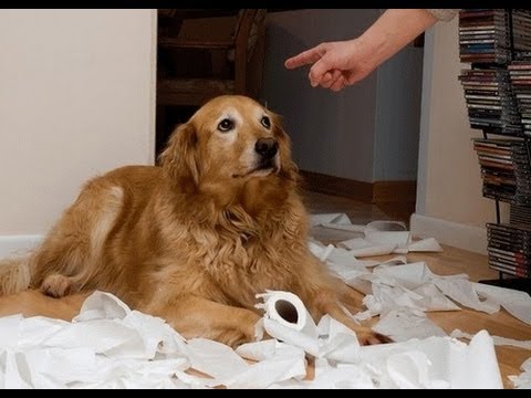 Ultimate Funny Guilty Dog Video Compilation 2013 [HD]