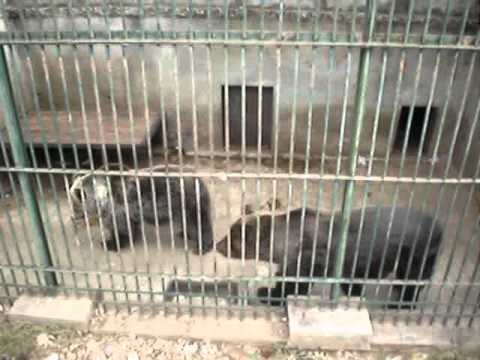 BEARS IN ZOO..  SPLIT (CROATIA)