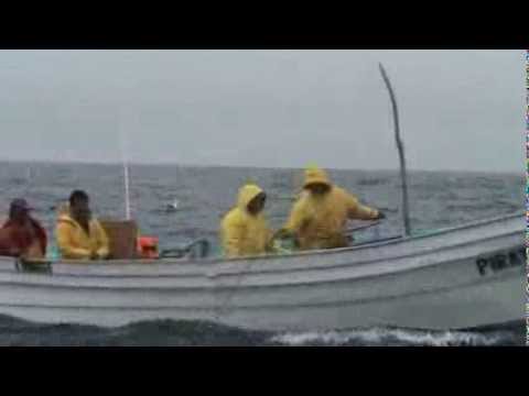 Marcando (tagging) tiburones en Bahía Sebastián Vizcaíno