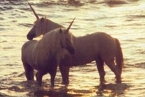 Unicorns_TN