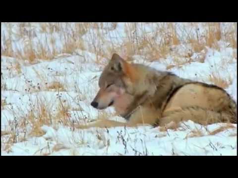 In The Valley Of The Wolves full documentary