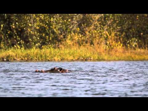 The Hippos of Lake Tengrela, Burkina Faso (Day 83)