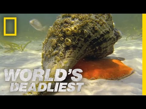 World's Deadliest - Hermit Crab vs. Conch