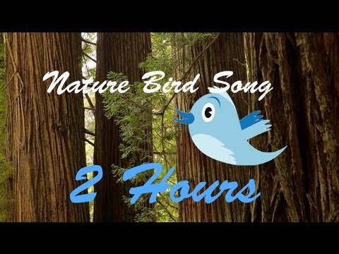 Bird song: 2 Hours of relaxing sounds for sleep and meditation (No Music - Nature Sounds Video)