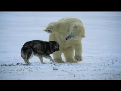 Not just a man's best friend! - Nature's Weirdest Events - Episode 1 - BBC Two