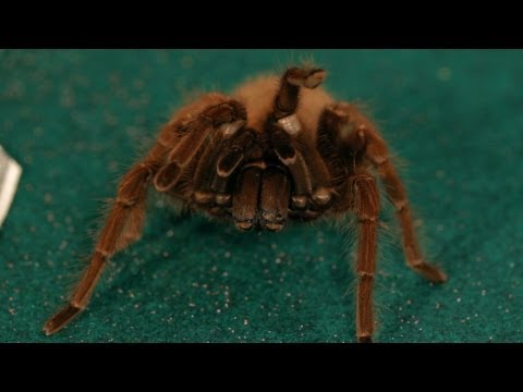 7 Goliath Birdeater Tarantula Facts | Pet Tarantulas